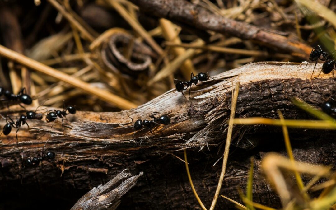 Les fourmis en hiver