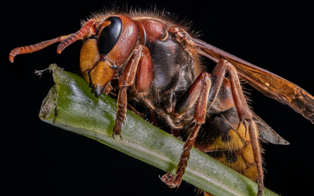 Les abeilles en été: les protéger pourquoi et comment ?