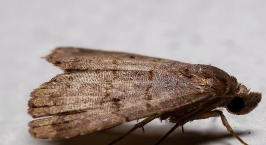 Les termites: prévenir leur invasion en début d’été