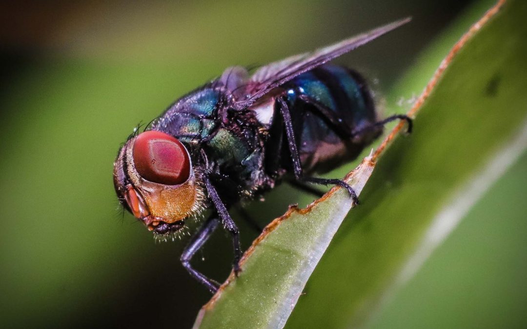 Les mouches d’hiver : Comment prévenir leur invasion dans votre habitation