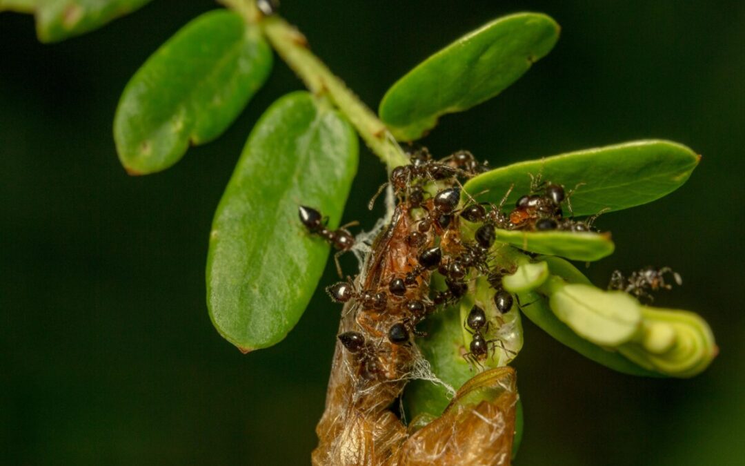 Les différents types de fourmis