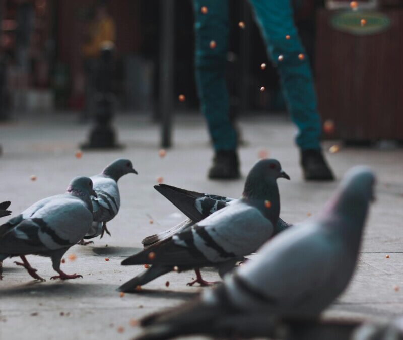 La méthode de l’ultrason anti-pigeons est-elle efficace ?