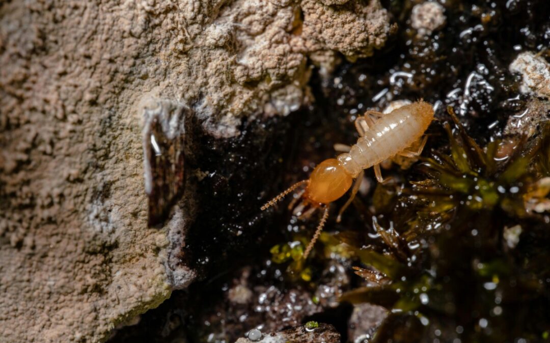 Invasion de termites