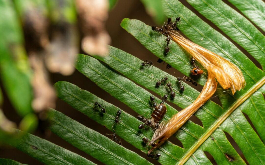 Les fourmis: ces nuisibles qui envahissent nos espaces