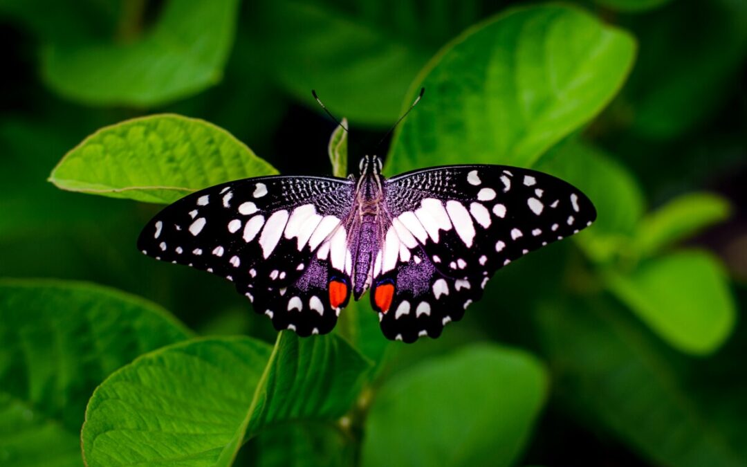 Les insectes d’Automne : Les méconnus de la saison