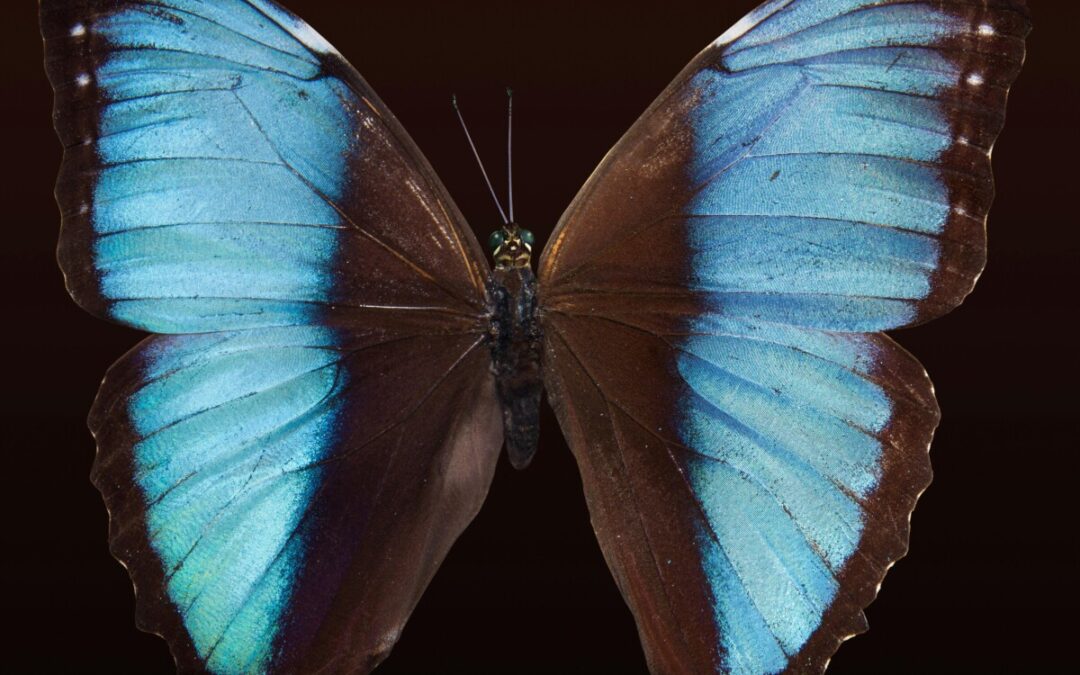 Le mystérieux papillon de nuit en hiver