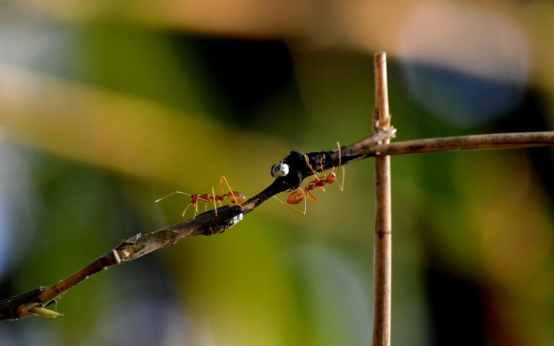 Les fourmis en hiver