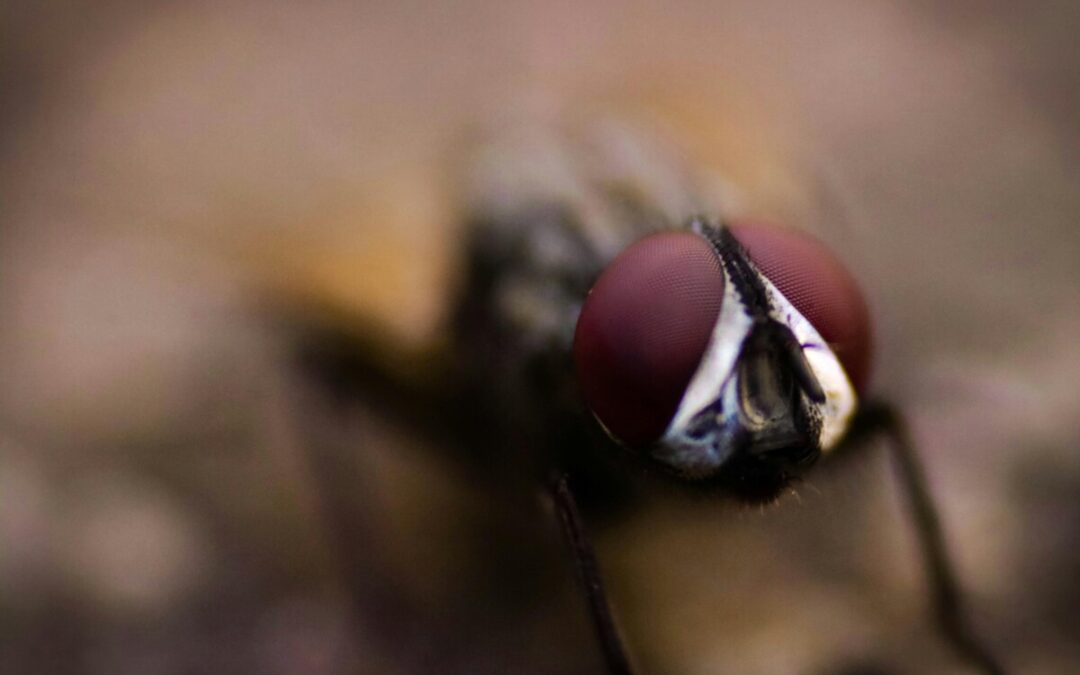 Une méthode de grand-mère pour repousser les mouches d’été